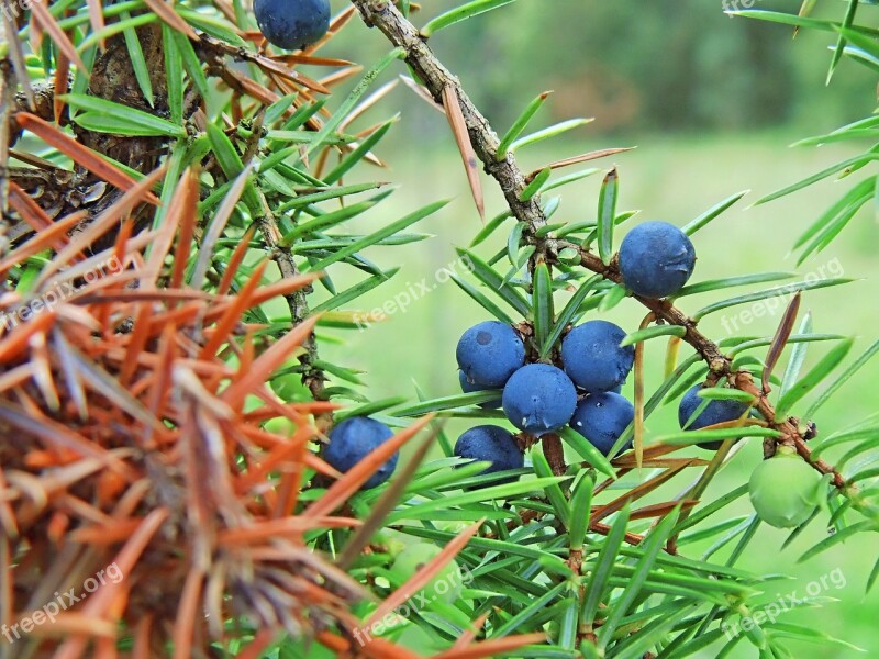 Bush Sloes Nature Plant Autumn