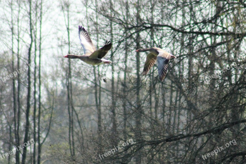 Geese Bird Animals Migratory Birds Fly