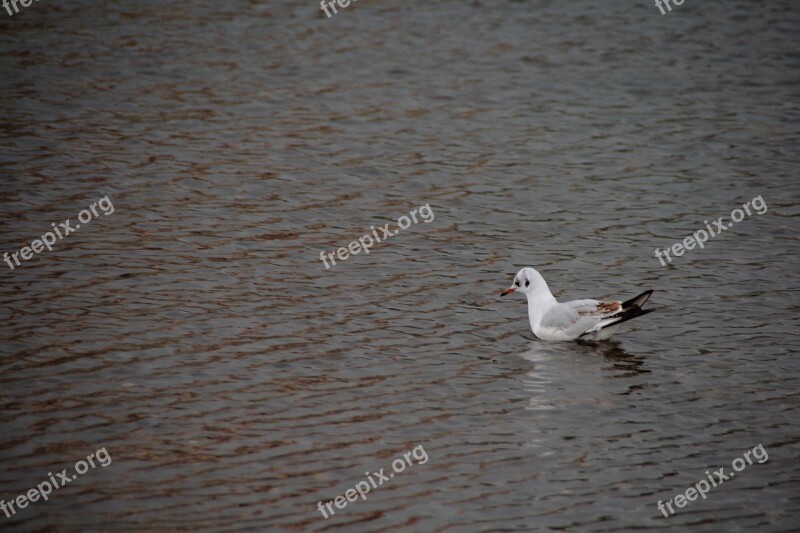 Bird Shadows Water Wihte Textur