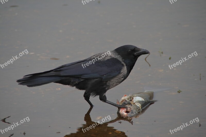 Bird Animel Photo Wildlife Nature