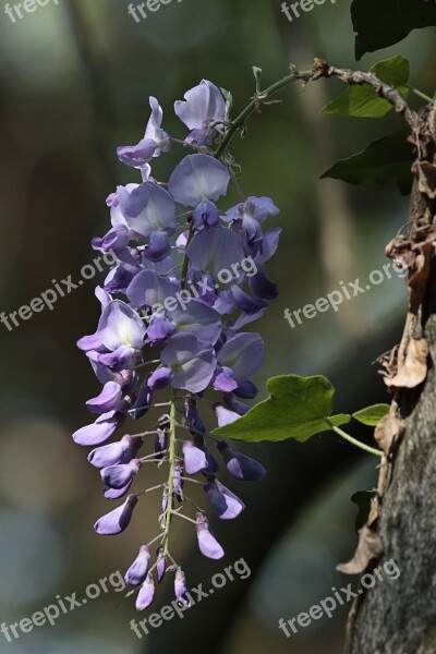 Wisteria Flowers Nature Violet Free Photos