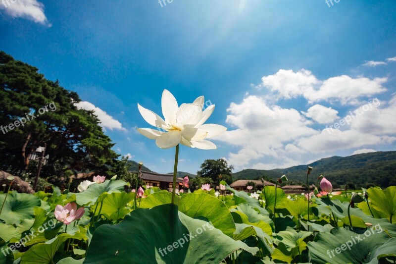 Lotus Sky Nature Flowers Cloud