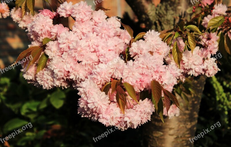 Cherry Blossom Japanese Cherry Smell Blossom Bloom