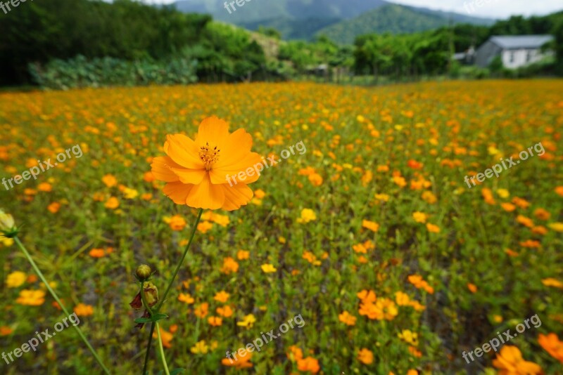 Flower Flowers In Full Bloom Garden Petal