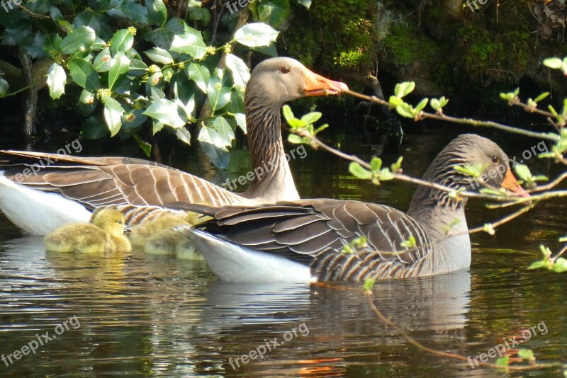 Geese Chicks Spring Swimming Protection