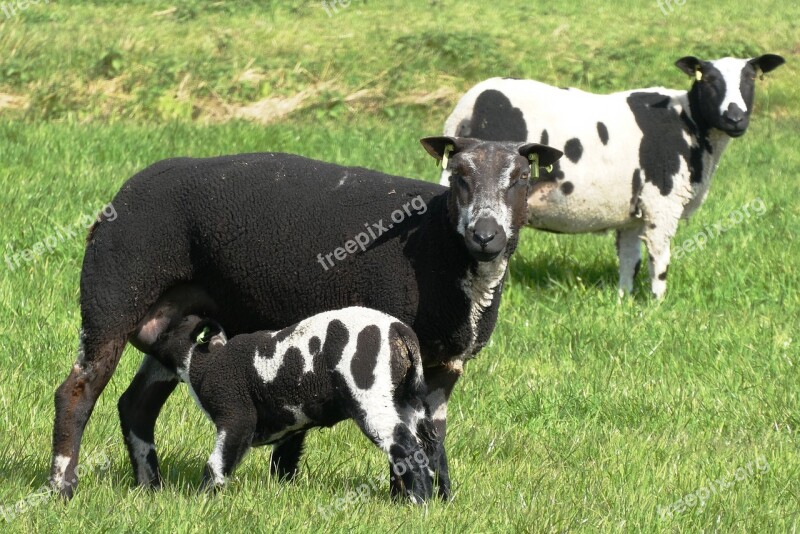 Sheep Lambs Pasture Cattle Grass