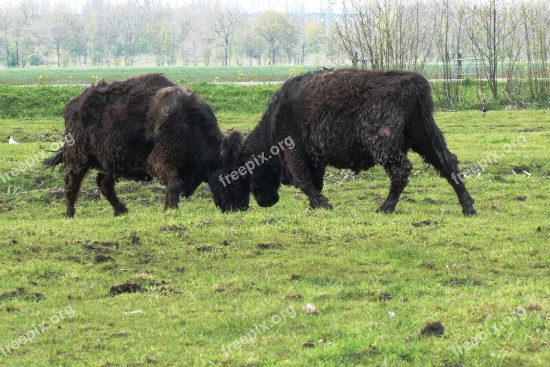 Galloway Cows Fighting Bump Head Meadow