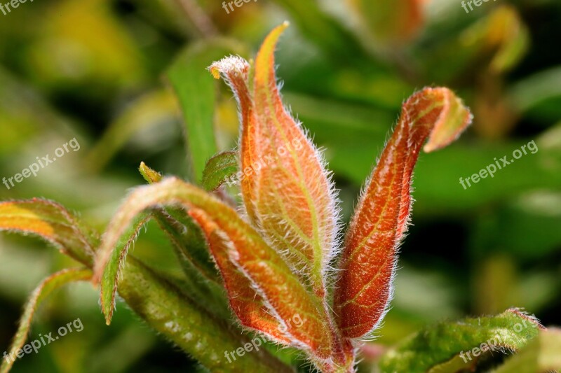 Engine Spring Nature Plant Growth