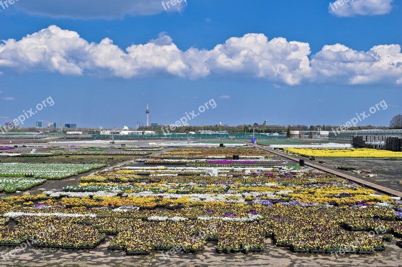 Flowers Flower Growers Blossom Bloom Flora