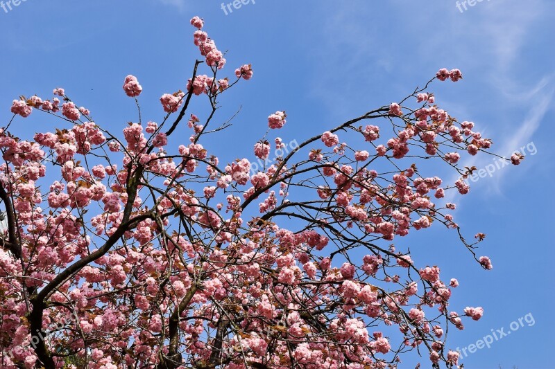 Tree Cherry Spring Blossom Bloom