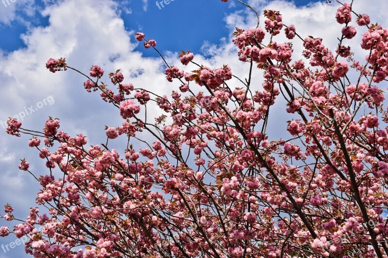 Tree Cherry Spring Blossom Bloom