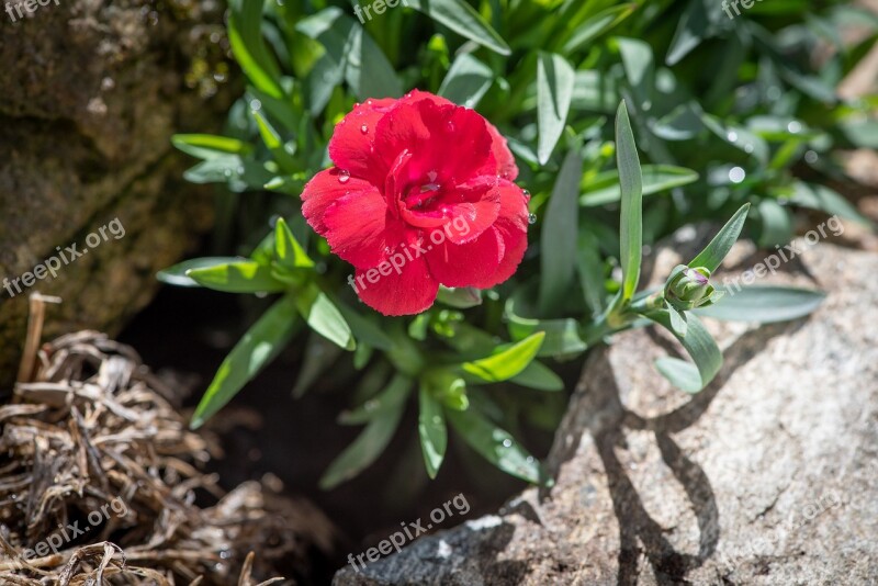 Carnation Pink Red Blossom Bloom