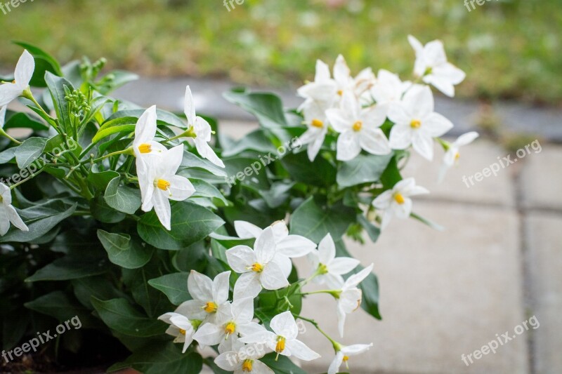 Flowers Plant White White Flowers Garden