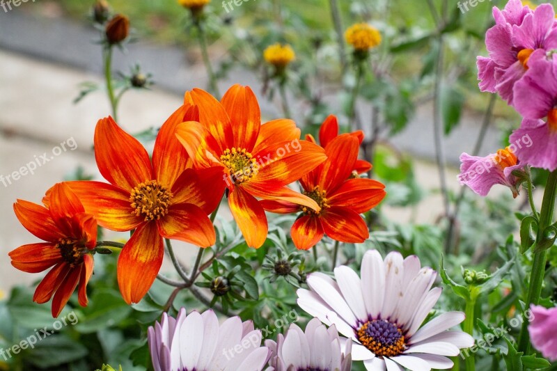 Flowers Colorful Orange Garden Bloom