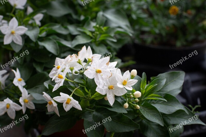 Flowers White Spring Garden Flora