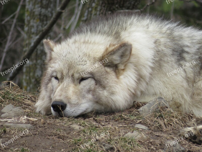 Wolf Tired Sleep Animal Sleeping