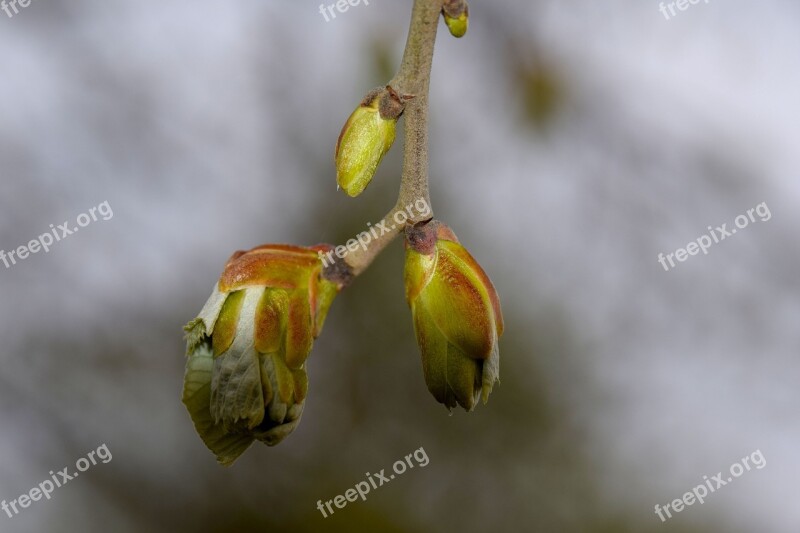 Spring Bud Plant Frühlingsblüher Branch