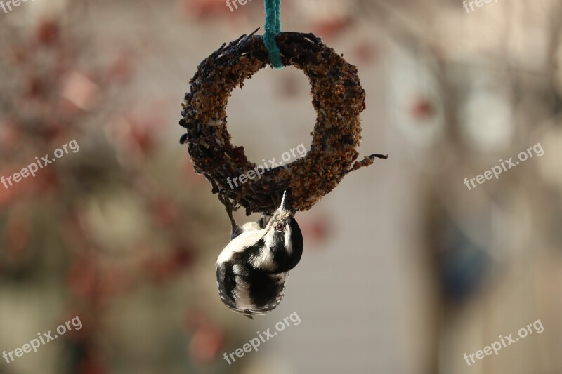 Downy Woodpecker Birds Woodpecker Downy Wildlife