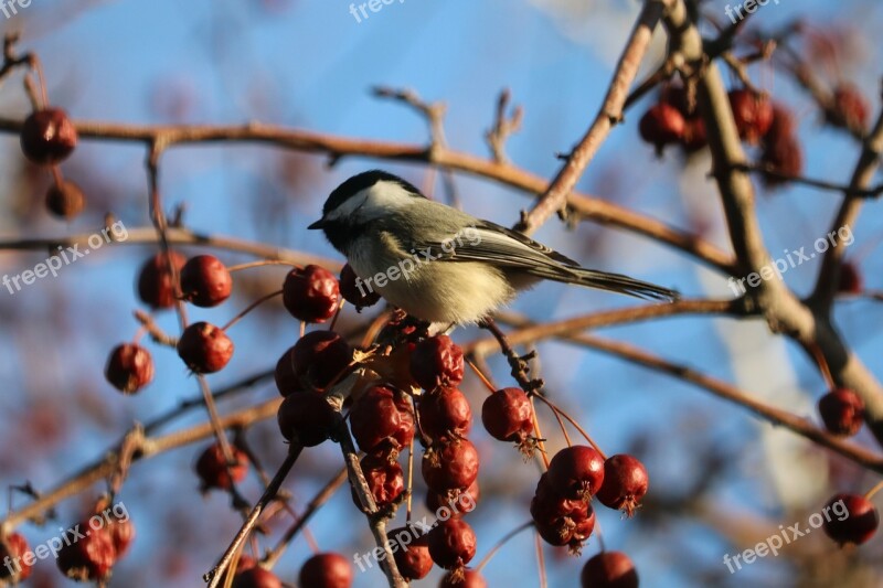 Chickadee Nature Wildlife Birds Cute