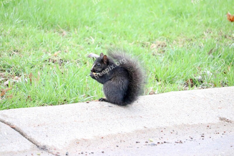 Black Squirrel Animal Rodent Nature