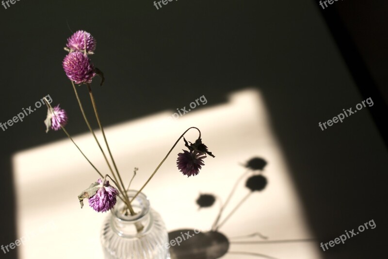 Dry Flower Light Shadow Window Free Photos