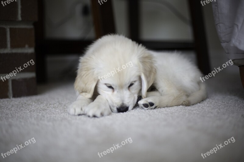 Puppy Golden Retriever Cute Pet Fur