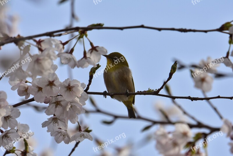 Animal Plant Cherry Blossoms Flowers Cherry Tree