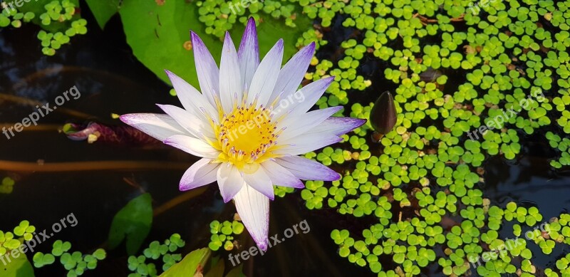 Nymphaea Alba Nature Plant Morning Purple