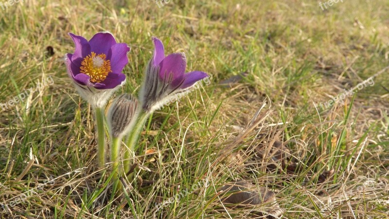 Pulsatilla Patens Pasque Flower české Středohoří Wild Spring Flowers Flowering Meadow