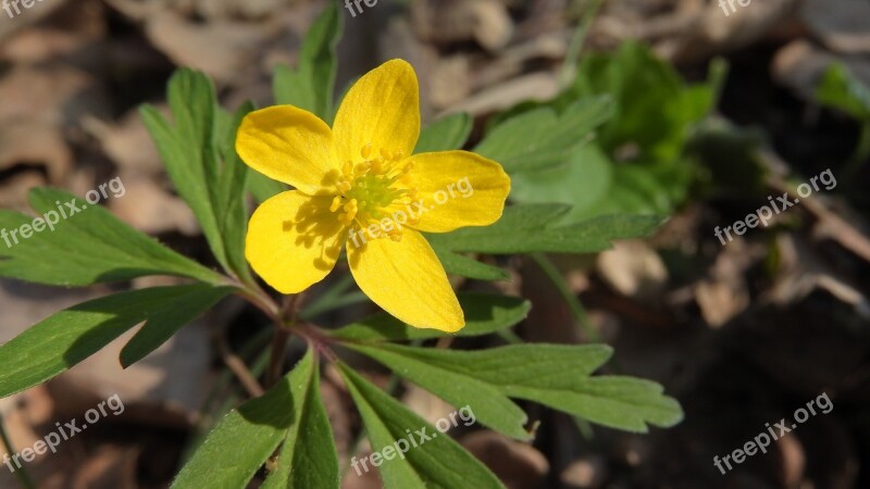 Anemone Ranunculoides Anemone Pryskyřníkovité Close Up Flower