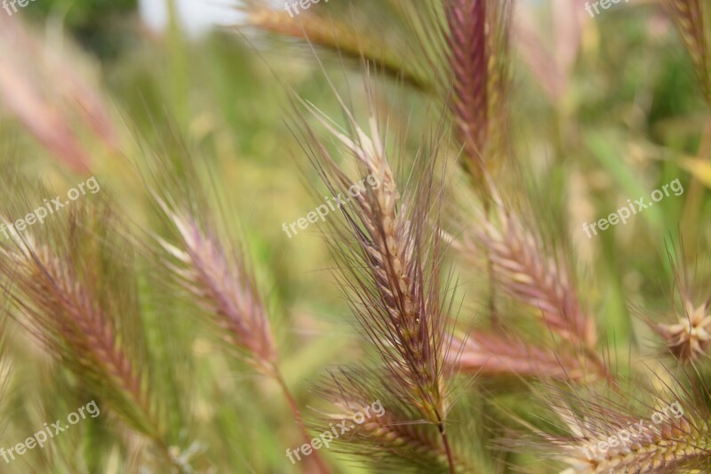 Spring Nature Wheat Field Agriculture