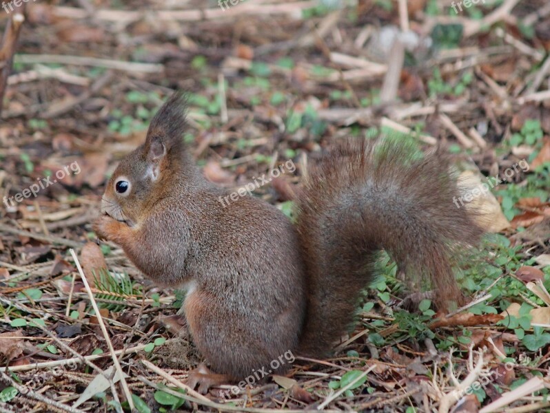 The Squirrel Rodent Animal Mammal Standing