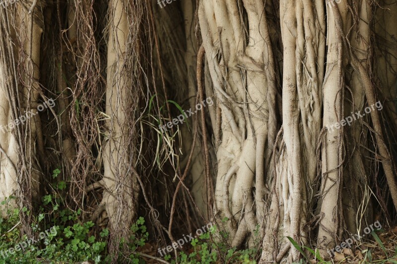 Tree Roots Nature Trunk Growing