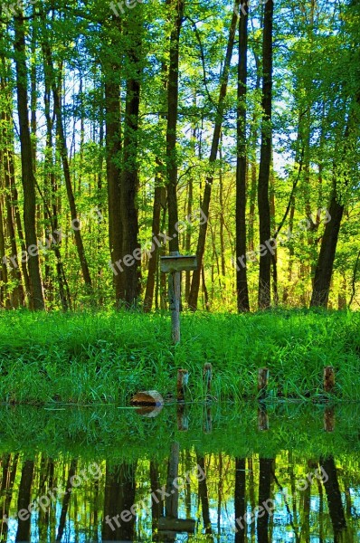 Spreewald Trees Water Mirroring Nature