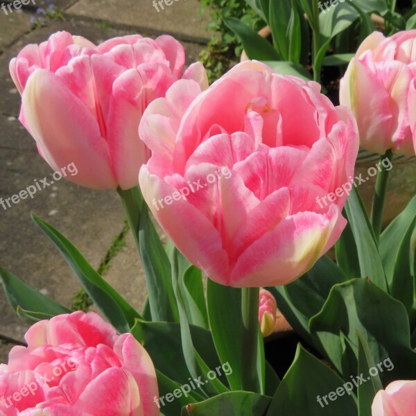 Tulips Spring Flowers Pink Free Photos