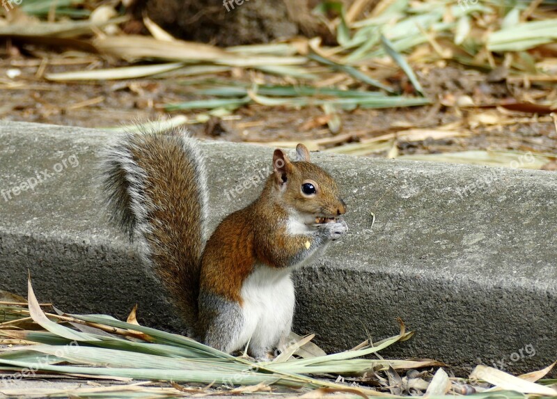 Squirrel Nuts Rodent Nut Cute