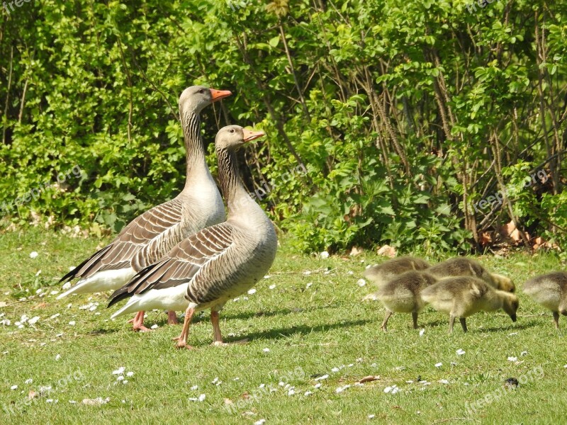 Duck Geese Animal Bird Goose