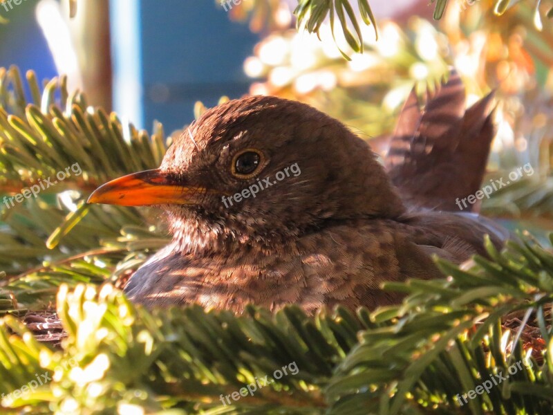 Bird Nature Animal Blackbird Nest