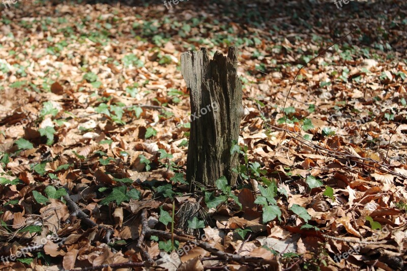 Wood Forest Nature Landscape Green