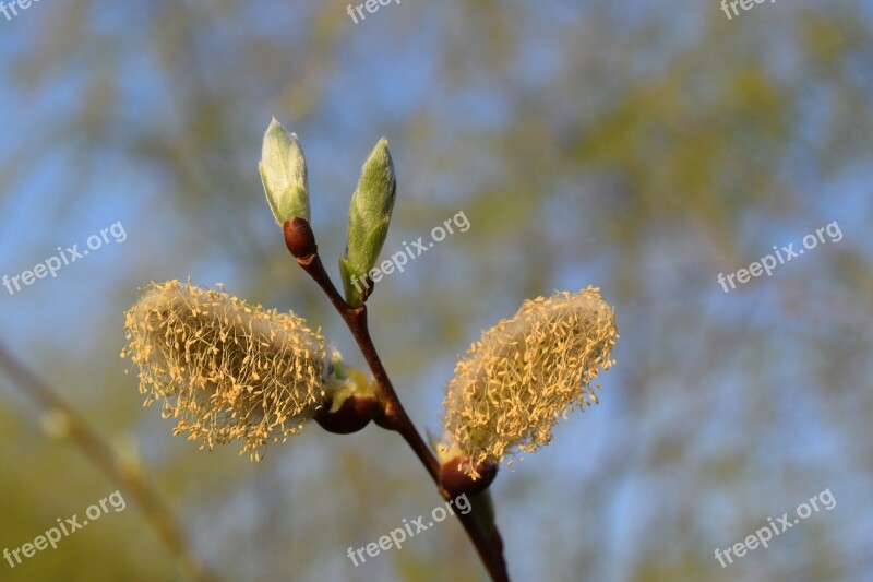 Bud Tree Flower Spring Bloom