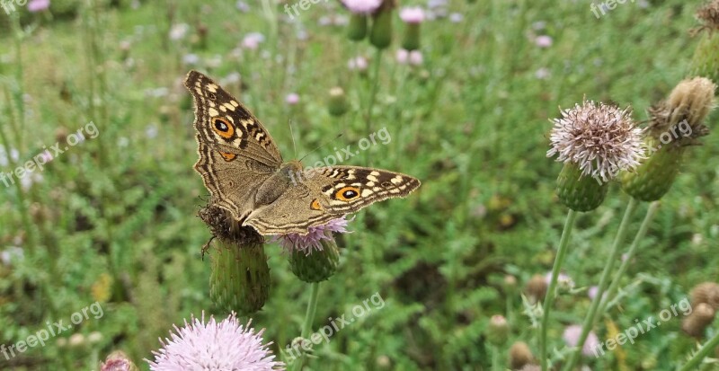 Butterfly Insect Small Flower Plants