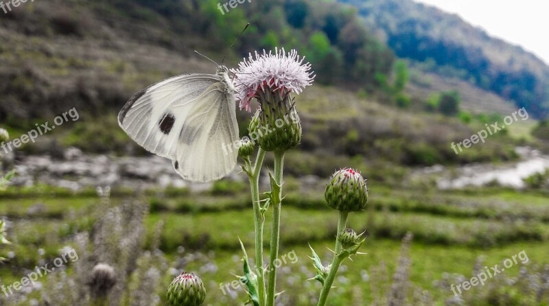 Butterfly Insect Animal Macro Flower