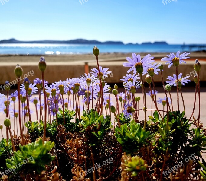 Flowers Beach Sea Weather Sun