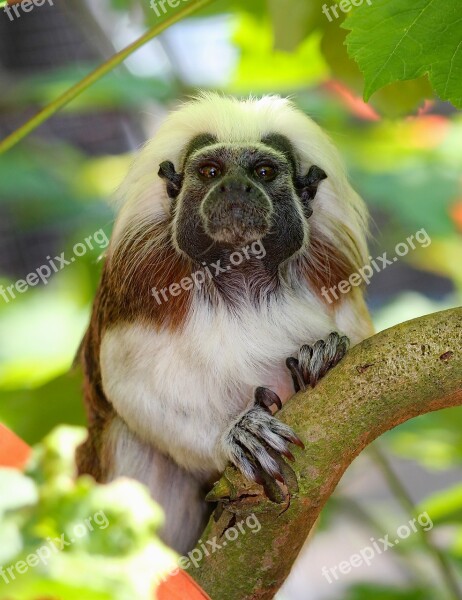 Tamarin Pinčí Monkey Lisztova Marmoset