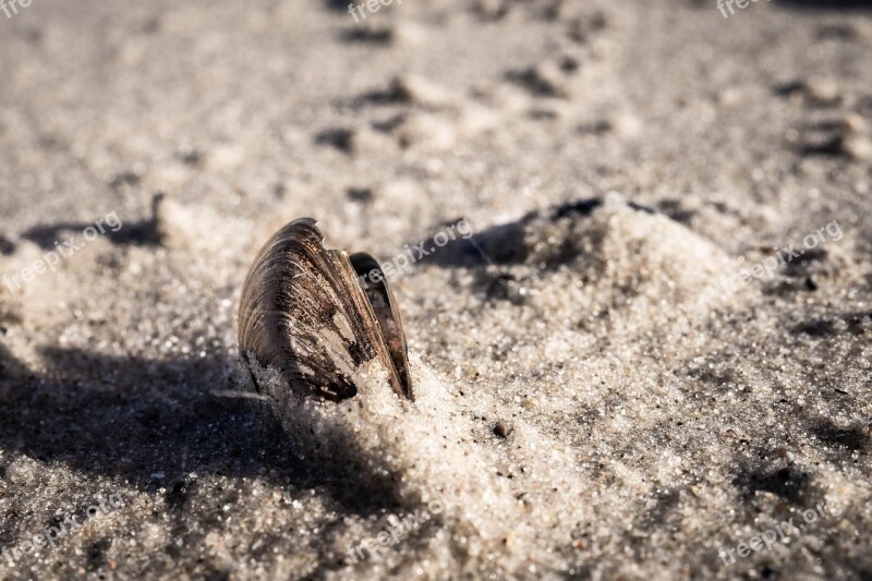 Shell Sand Zingst Beach Sea