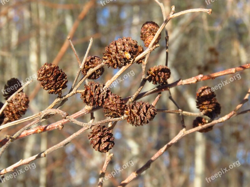 Alder Stems Spring Seeds Flora