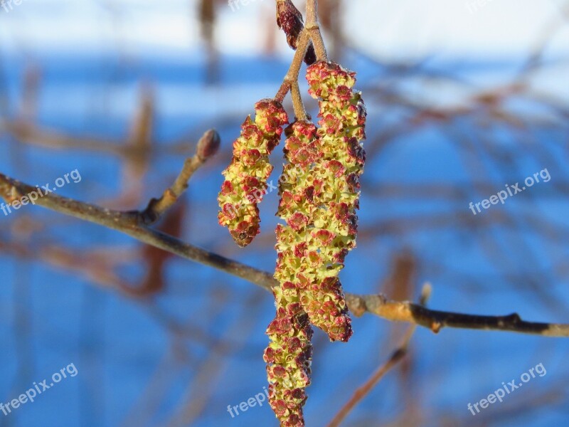 Earrings Alder Macro Spring Flora