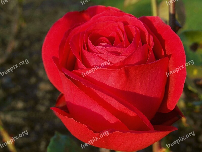 Rose Flower Red Garden Plant