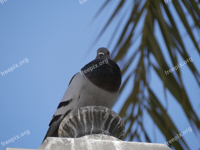 Dove Mallorca Palm Blue Sky Bird