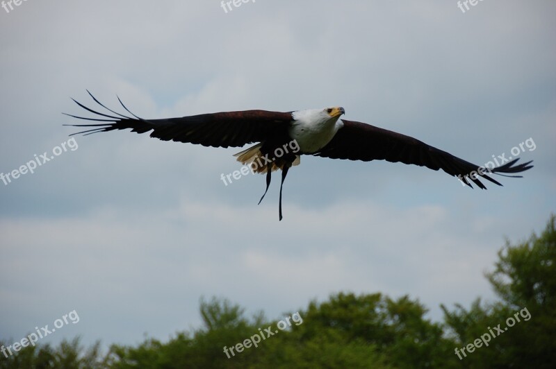 Bird Raptor Flight Nature Bird Of Prey